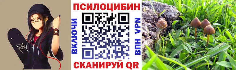 Псилоцибиновые грибы Psilocybe  магазин продажи   Торопец 